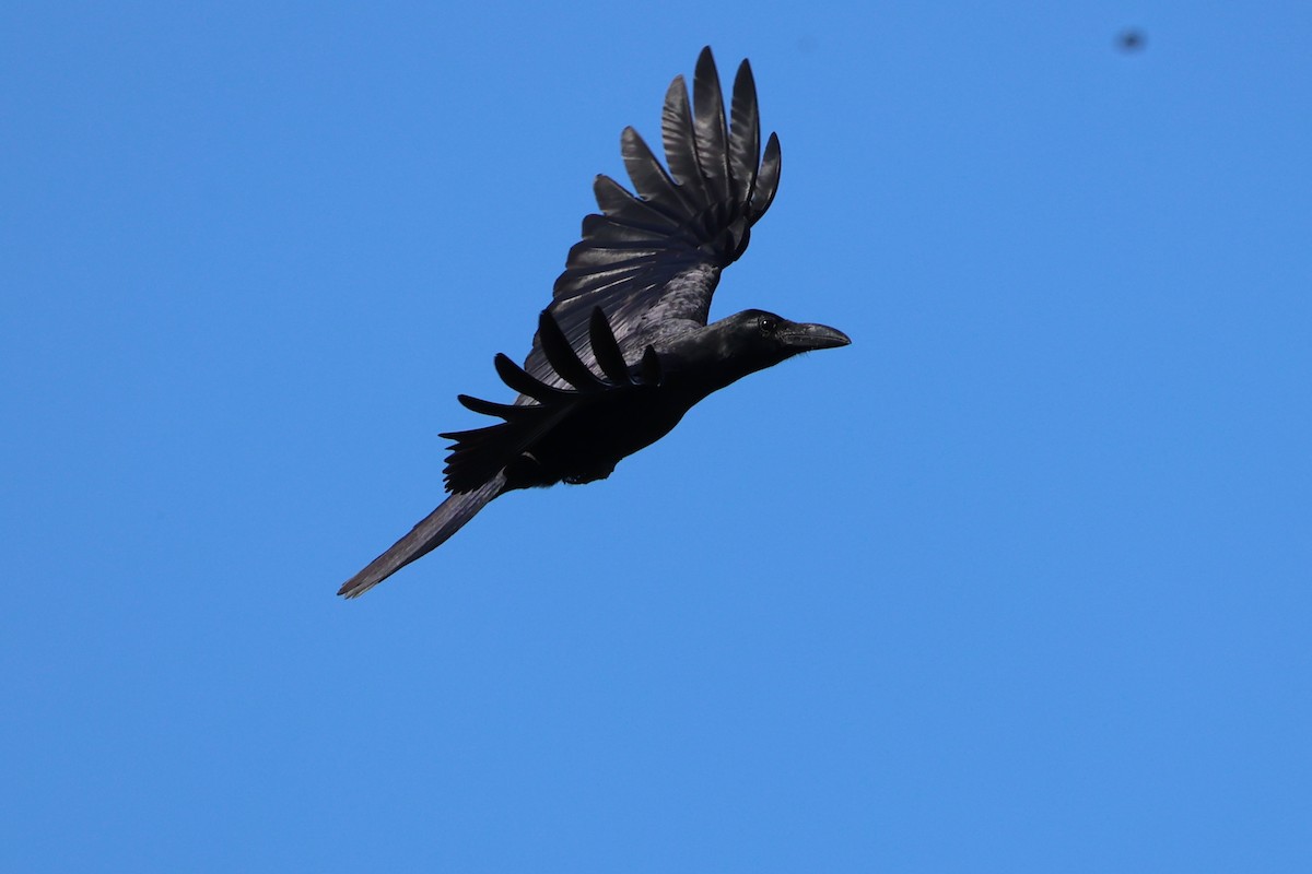 Large-billed Crow - ML620781073