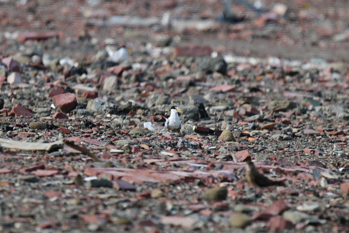 Little Tern - ML620781074