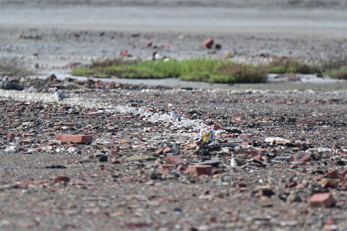 Little Tern - ML620781076