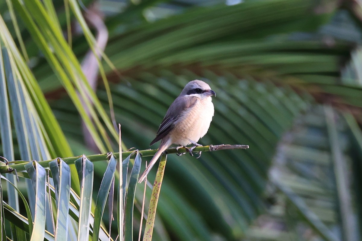 Brown Shrike - ML620781079