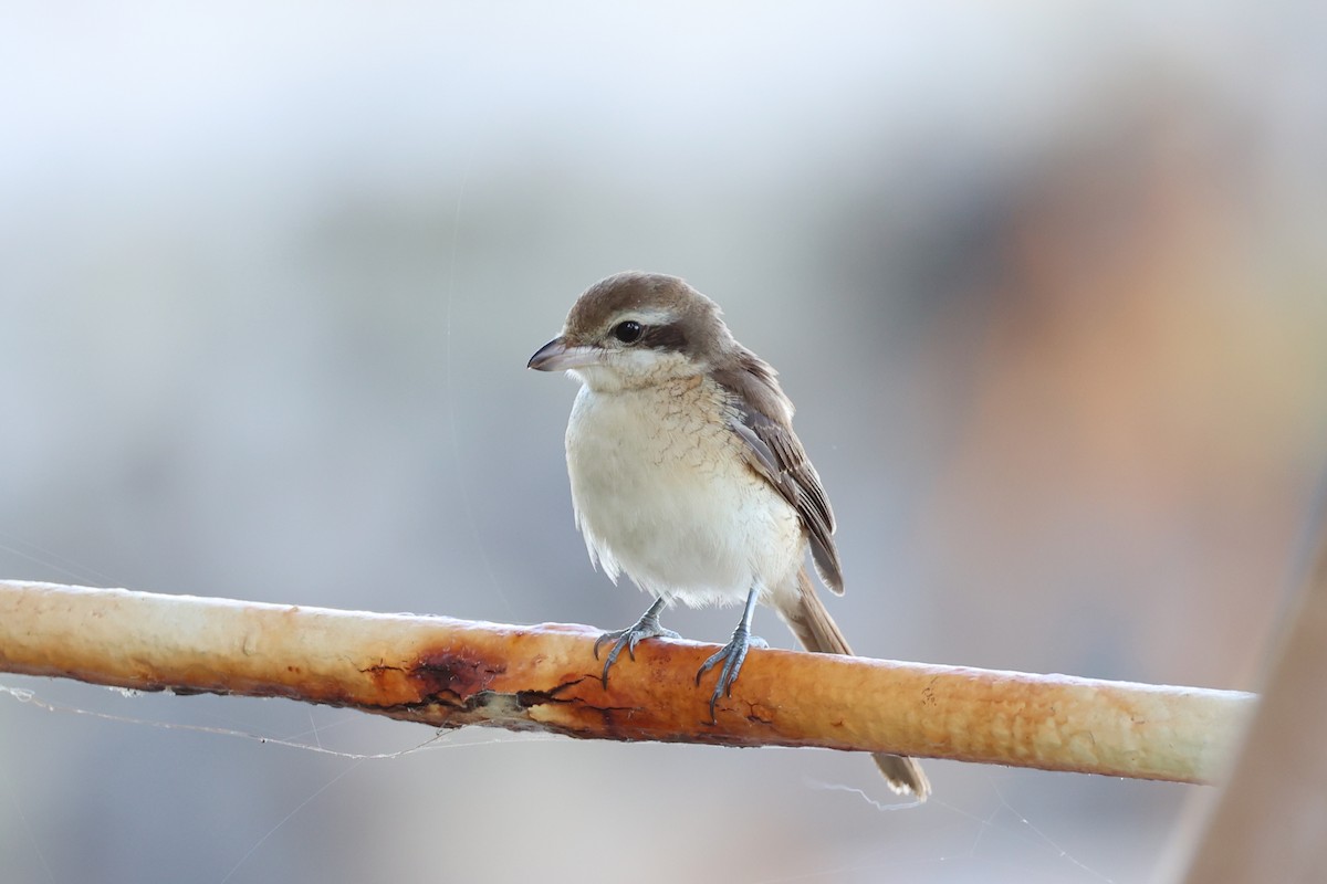 Brown Shrike - ML620781080