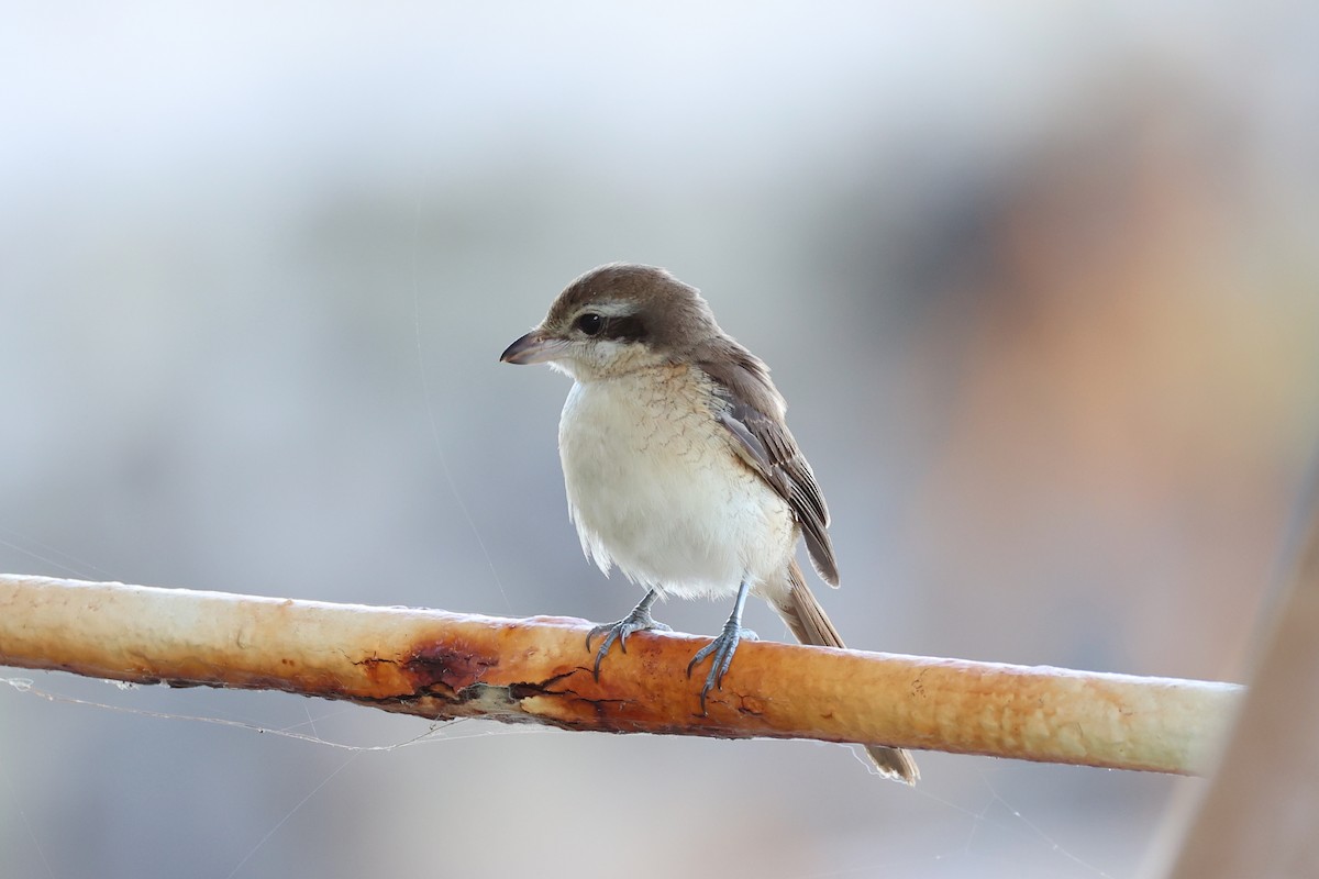 Brown Shrike - ML620781081