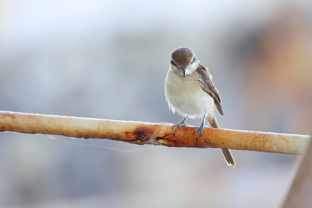 Brown Shrike - ML620781082