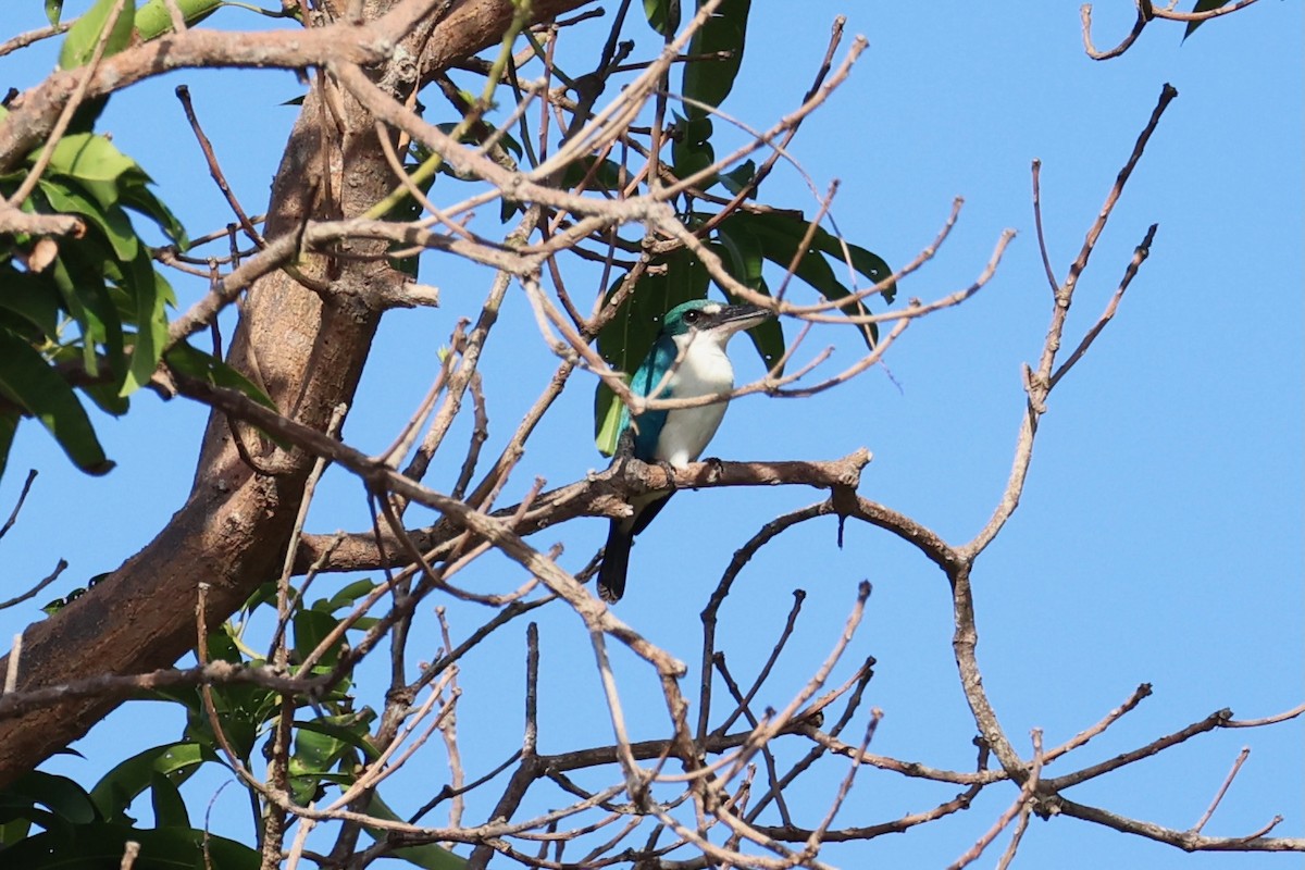 Collared Kingfisher - ML620781093