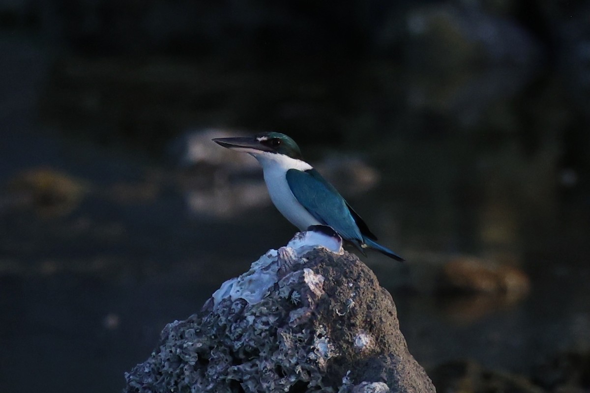 Collared Kingfisher - ML620781094