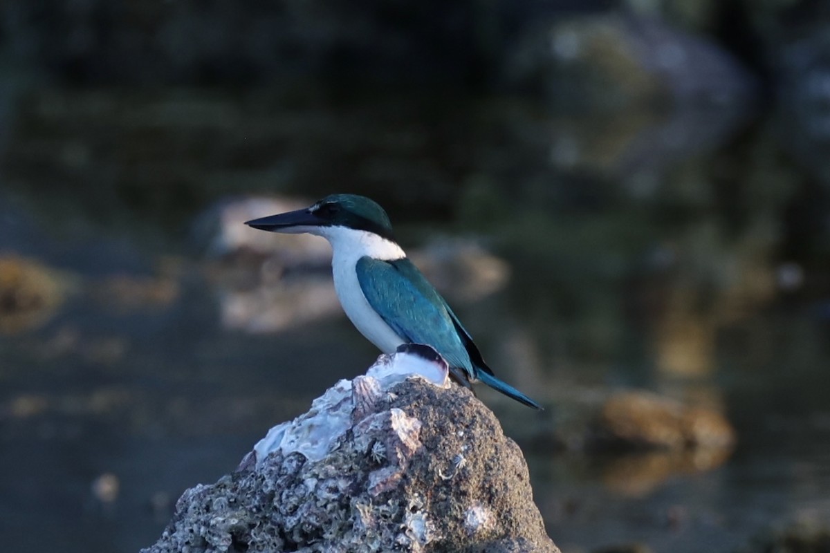 Collared Kingfisher - ML620781096