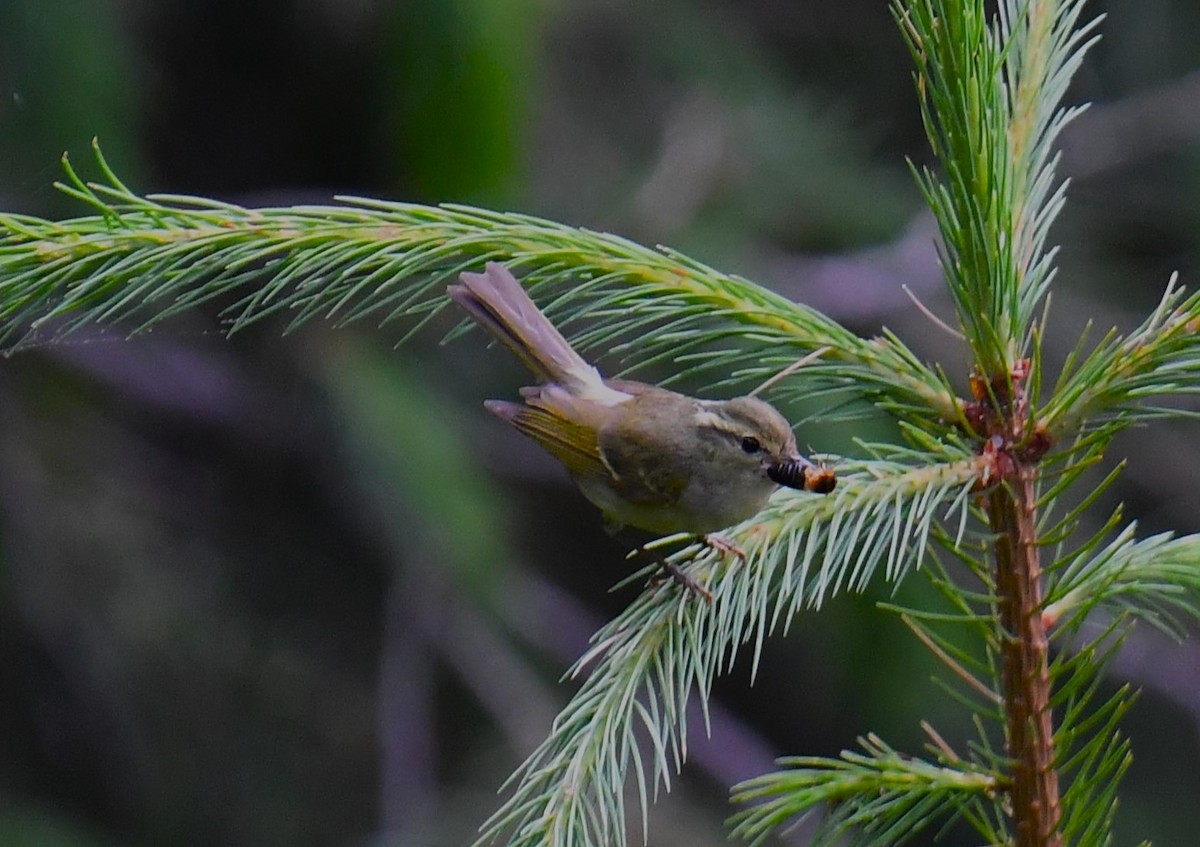 Western Crowned Warbler - ML620781097