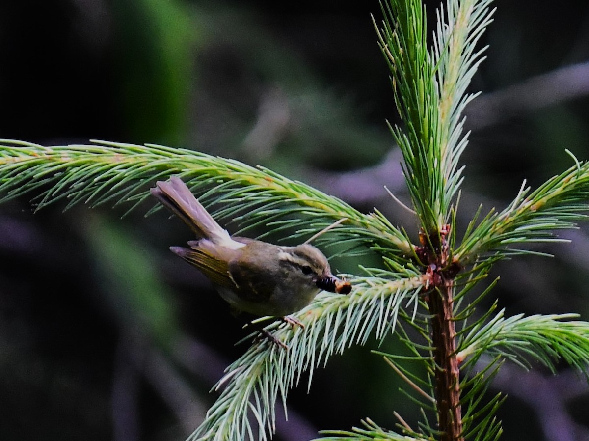 Western Crowned Warbler - ML620781098