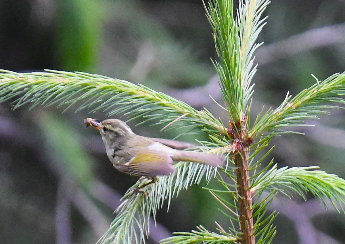 Western Crowned Warbler - ML620781099