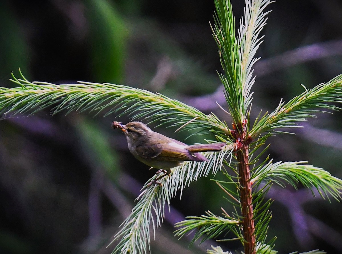 Western Crowned Warbler - ML620781100