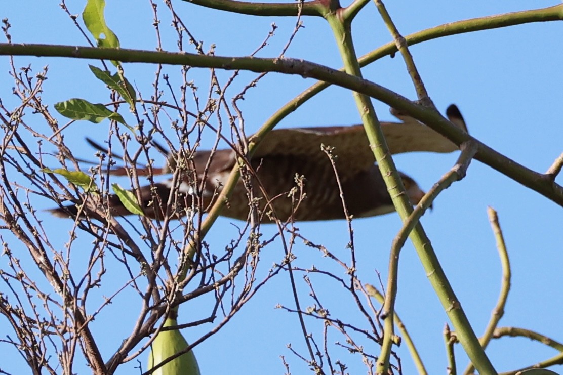 Gray-faced Buzzard - ML620781101