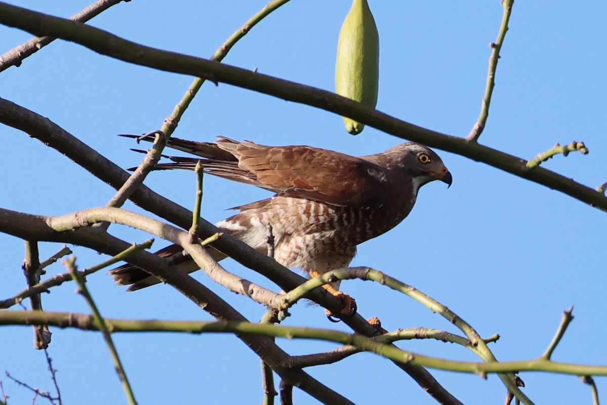 Gray-faced Buzzard - ML620781102