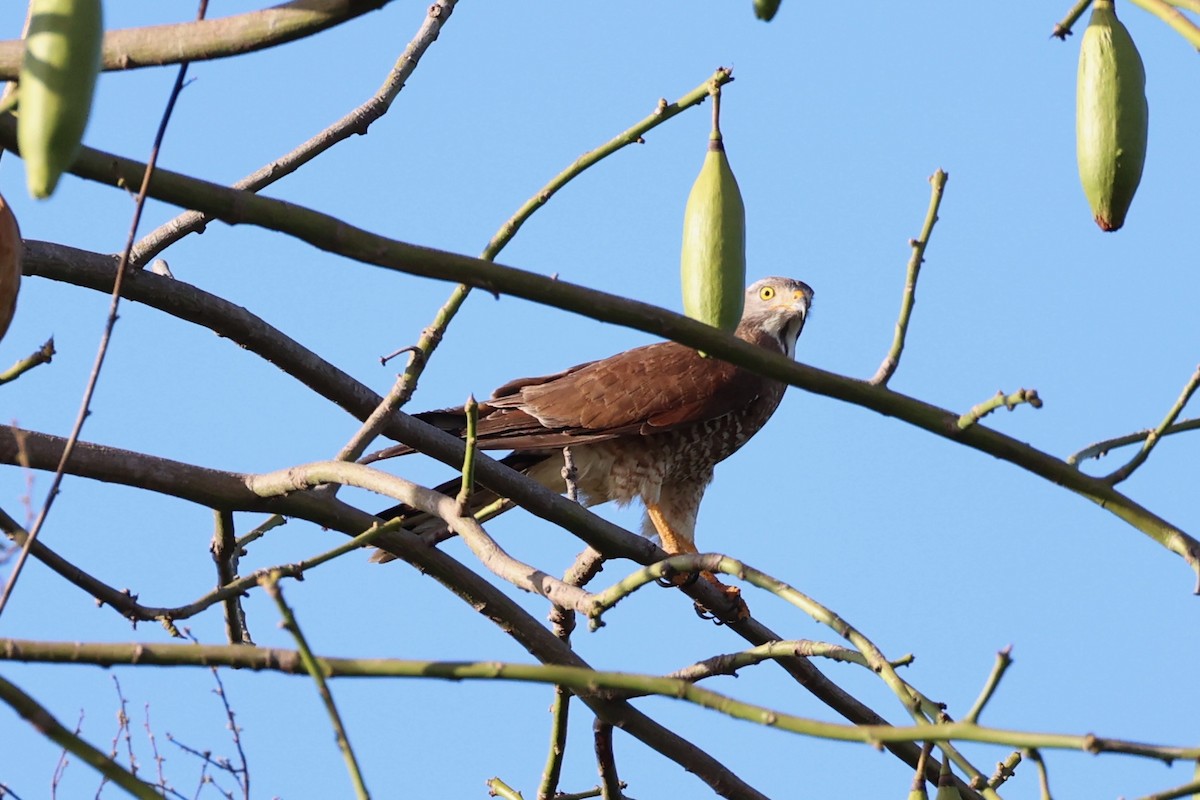 Gray-faced Buzzard - ML620781103