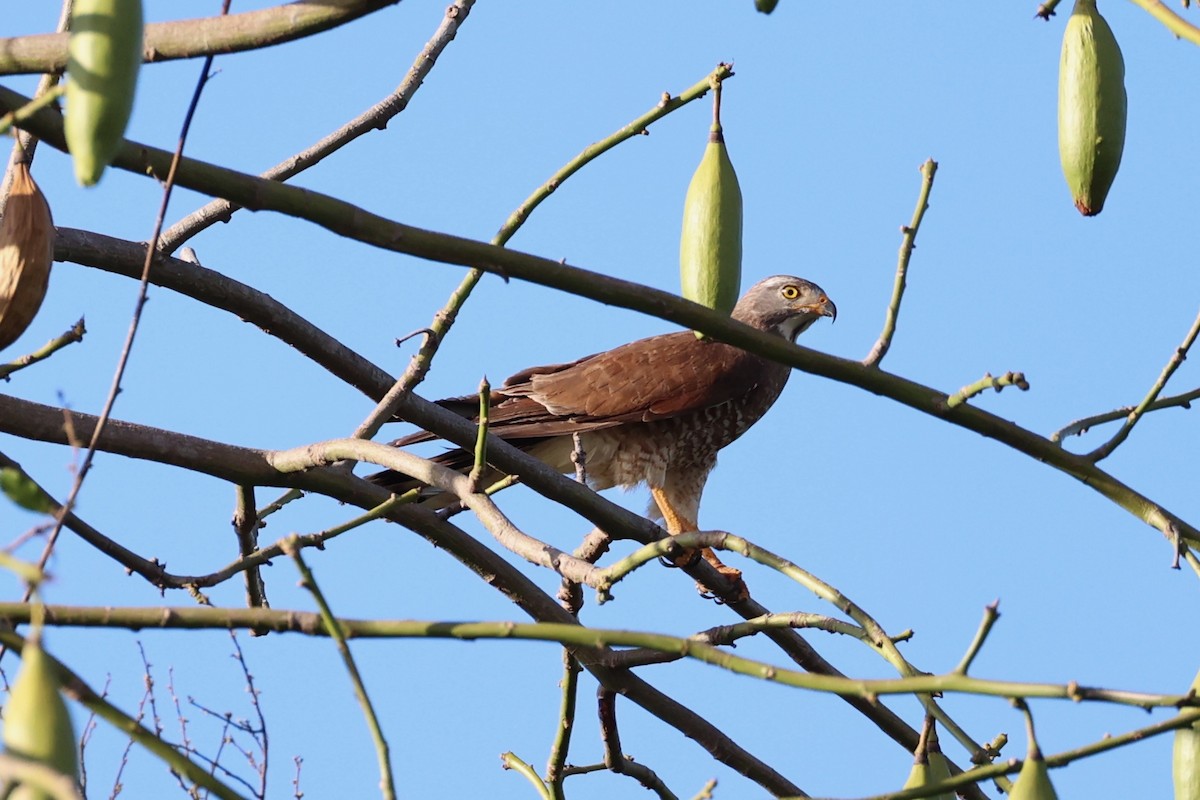 Gray-faced Buzzard - ML620781106