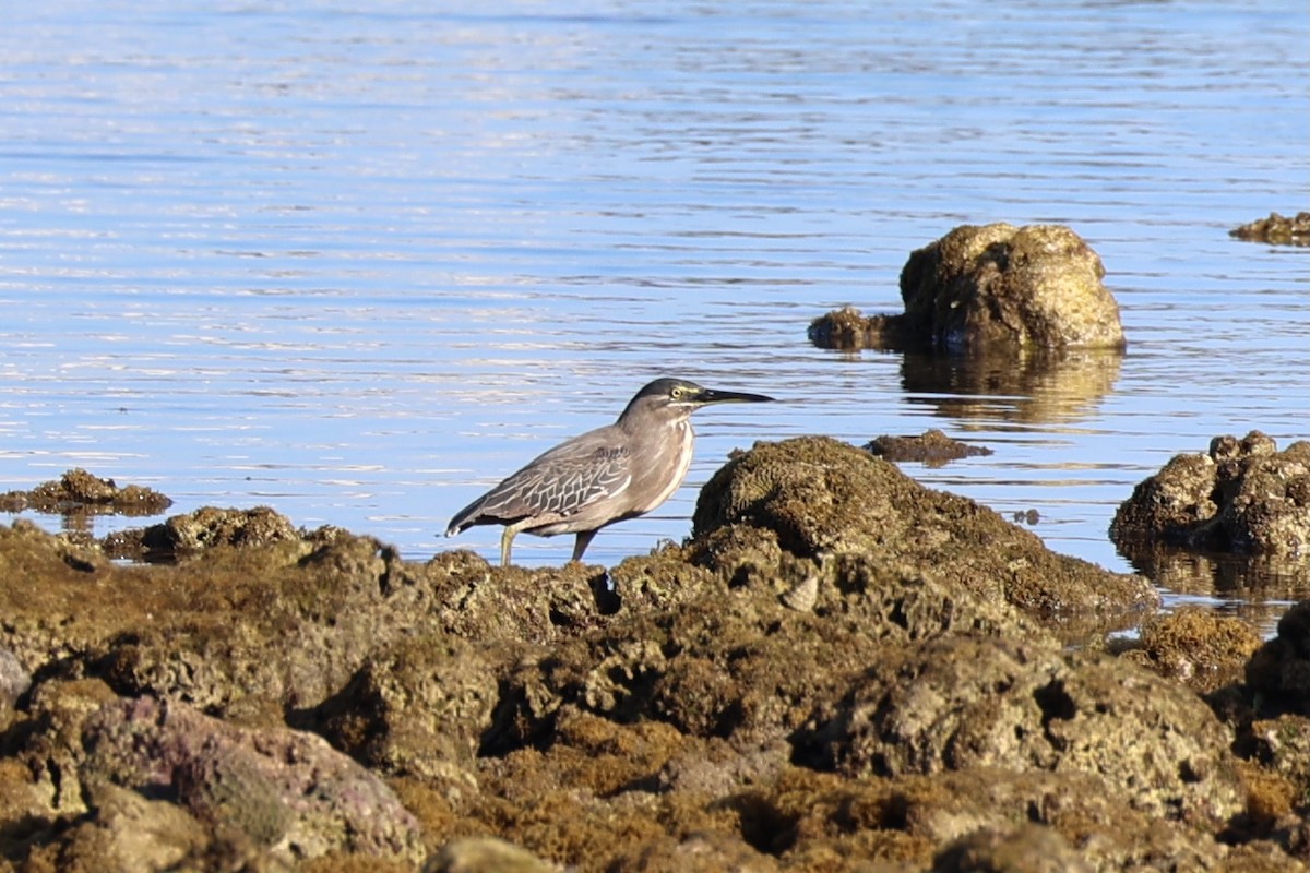 Striated Heron - Andrew William