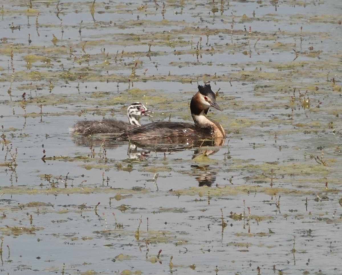 Great Crested Grebe - ML620781110