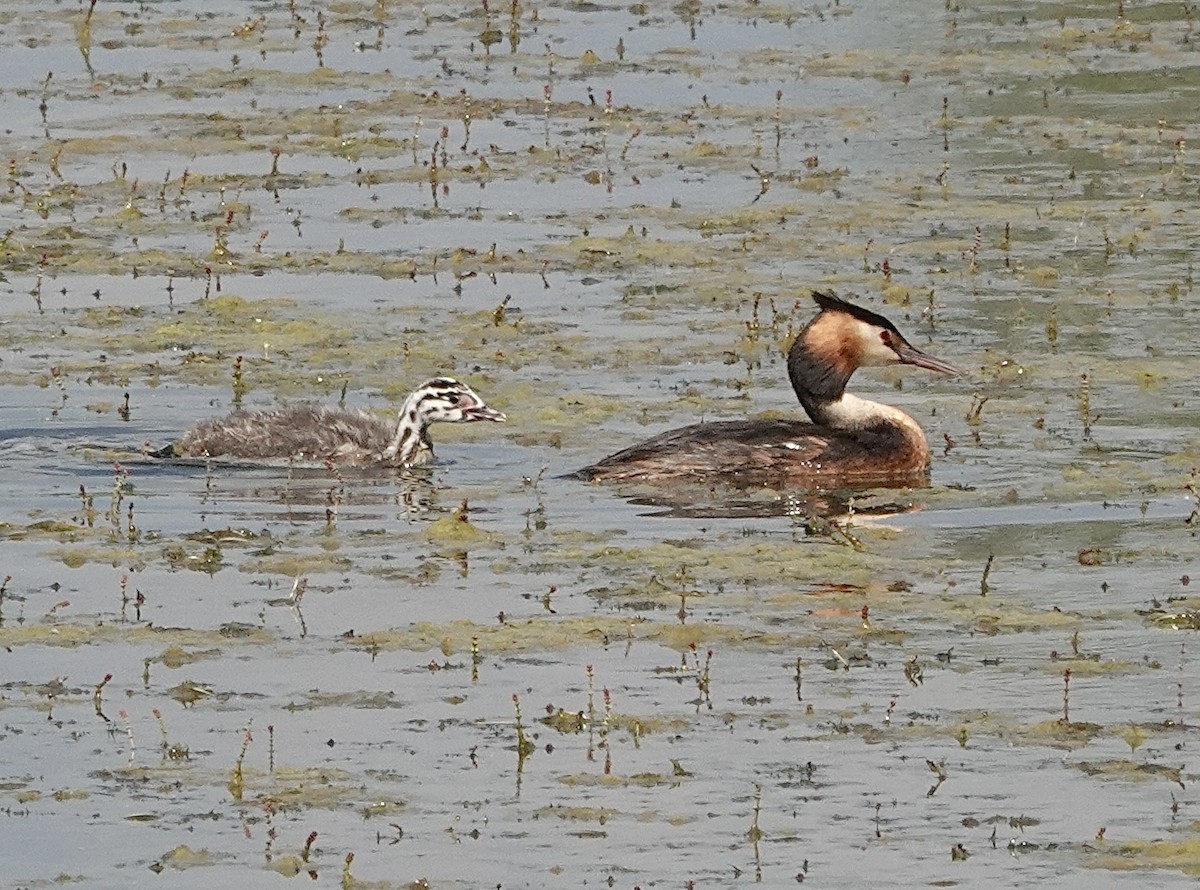 Great Crested Grebe - ML620781111