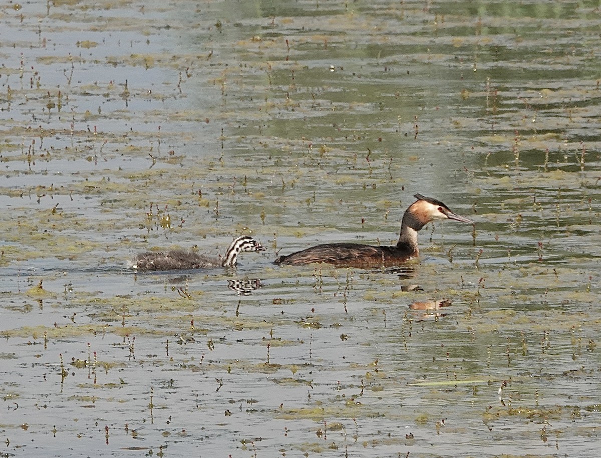 Great Crested Grebe - ML620781112