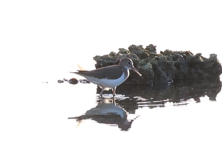 Common Sandpiper - ML620781113