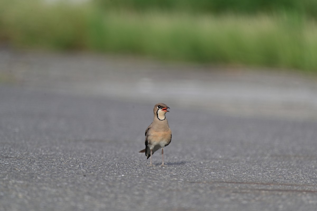 Oriental Pratincole - ML620781116