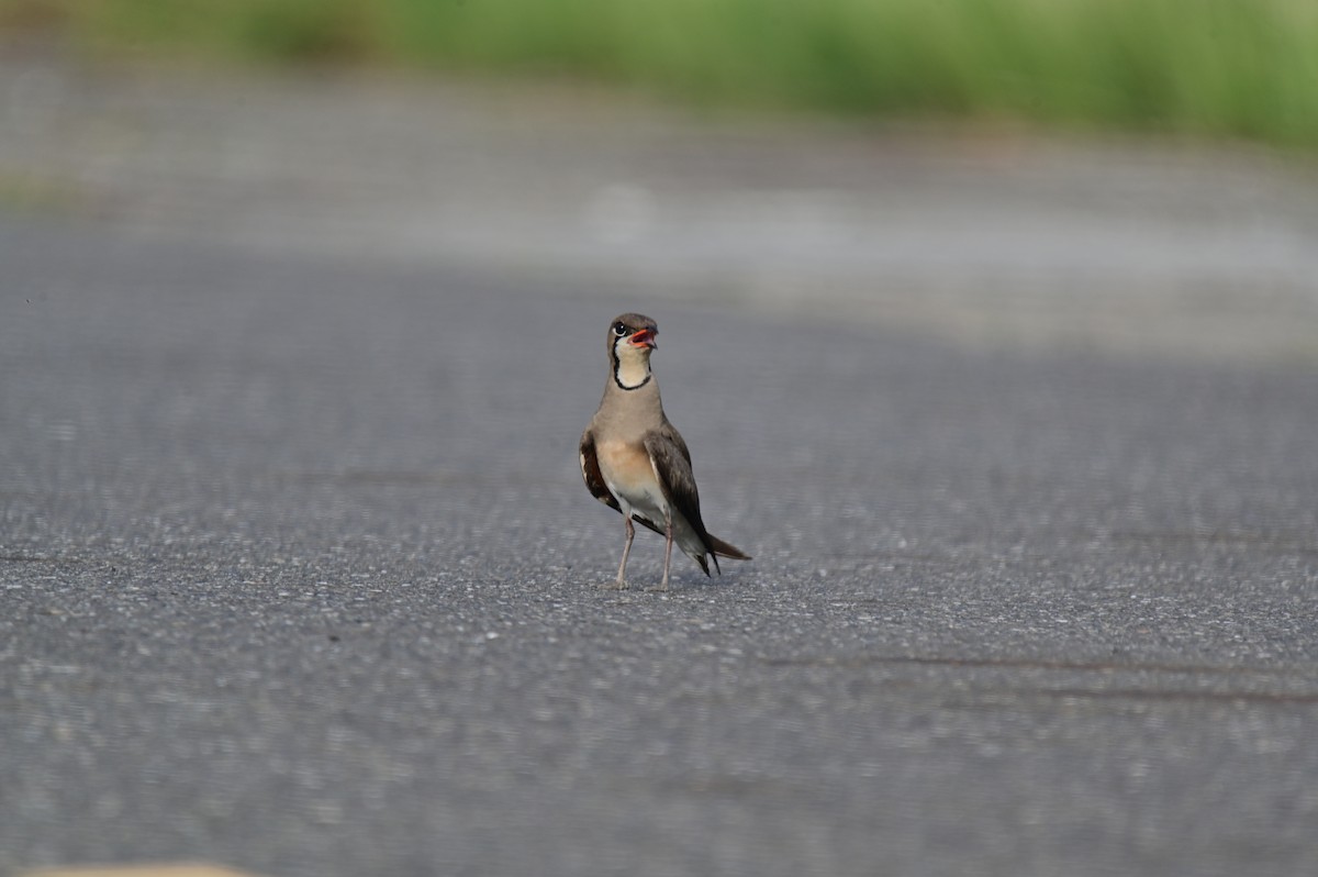 Oriental Pratincole - ML620781117