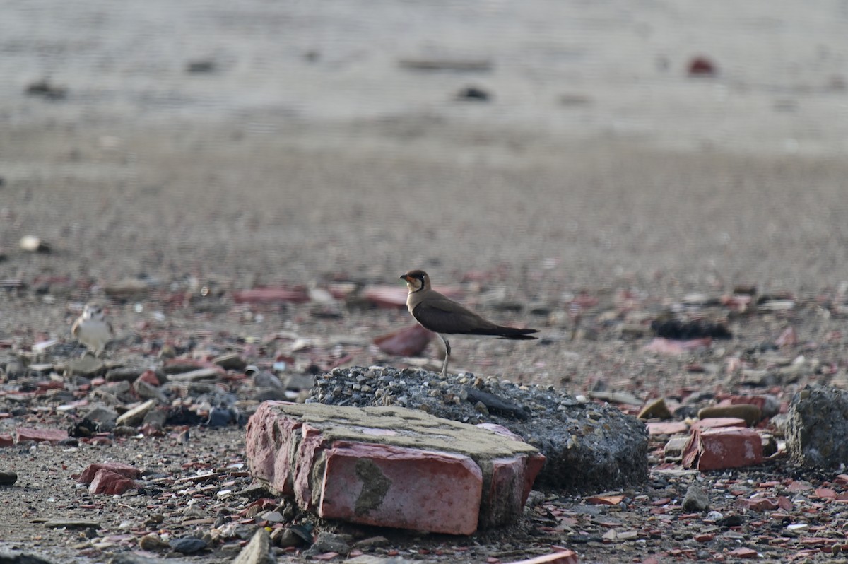 Oriental Pratincole - YUCHI TSAI