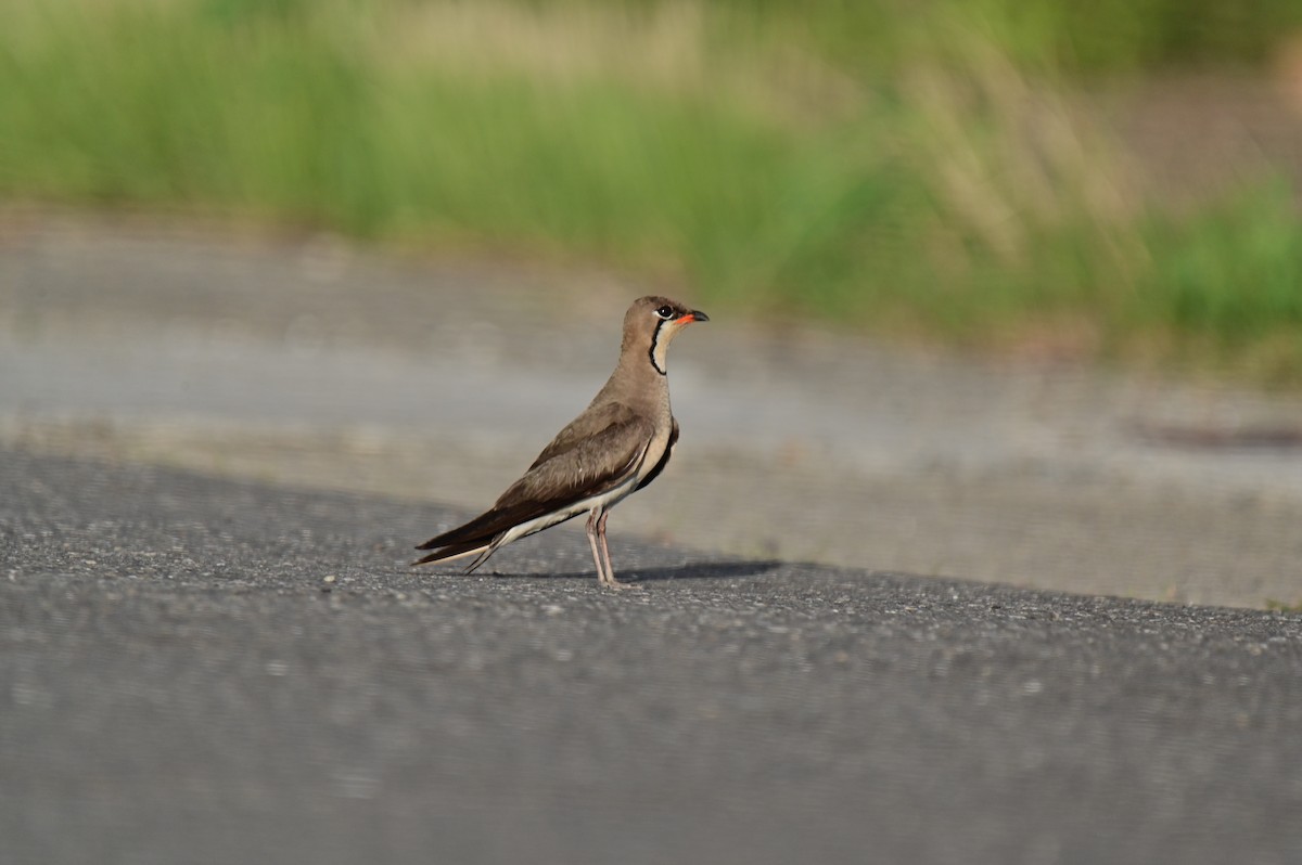 Oriental Pratincole - ML620781121