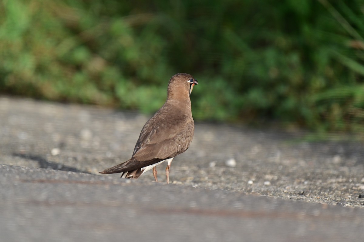 Oriental Pratincole - ML620781122