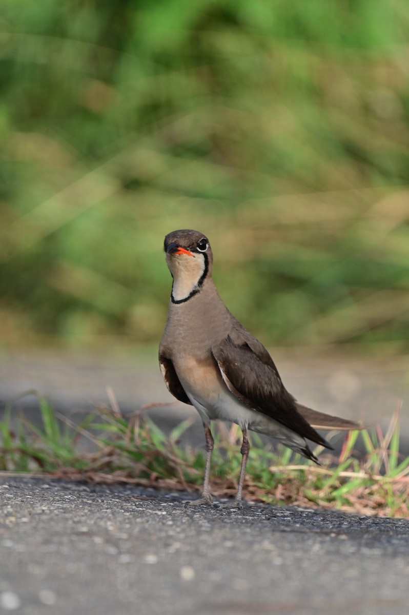 Oriental Pratincole - ML620781125