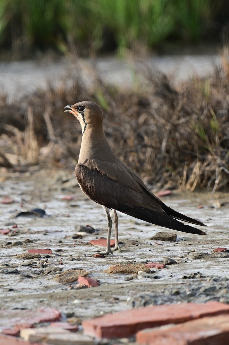 Oriental Pratincole - ML620781128