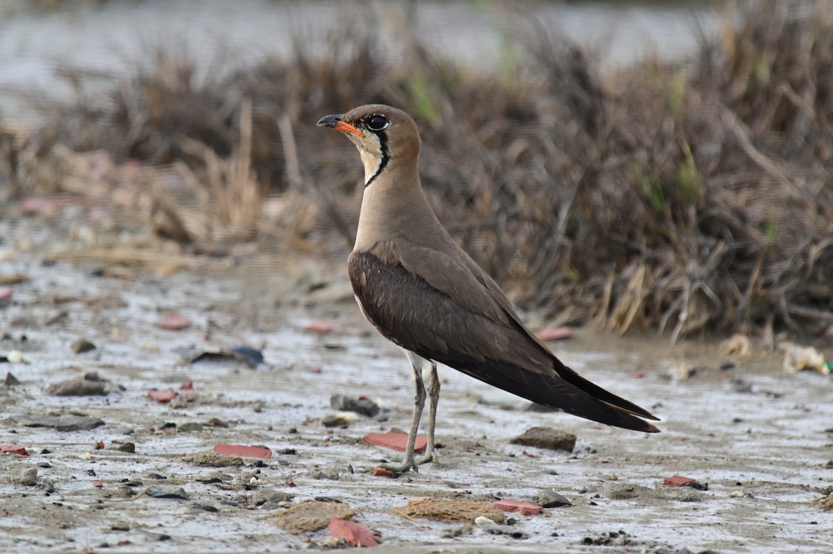 Oriental Pratincole - ML620781131