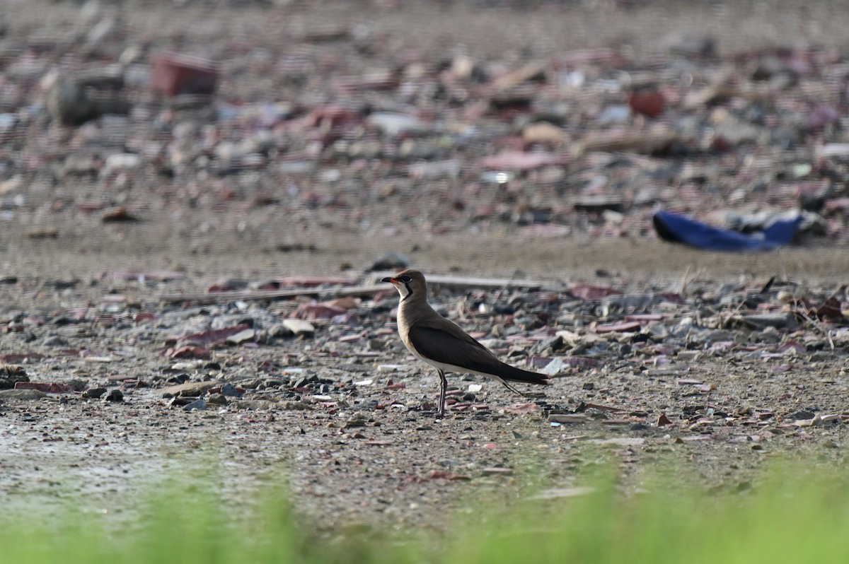 Oriental Pratincole - ML620781132