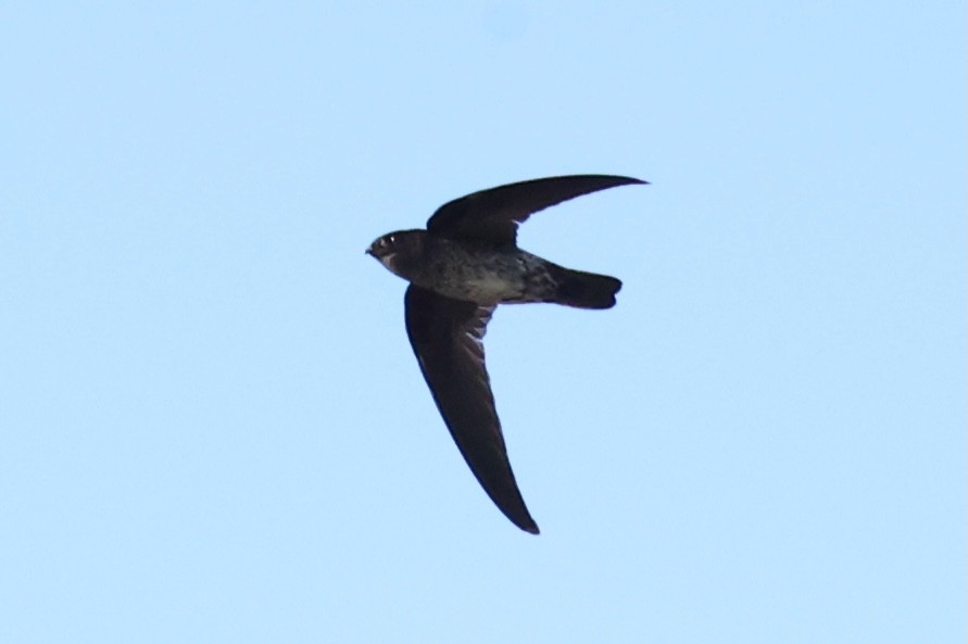 Gray-rumped Swiftlet - ML620781136