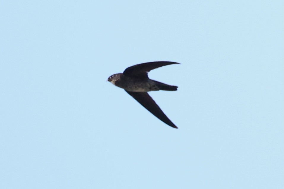 Gray-rumped Swiftlet - ML620781139