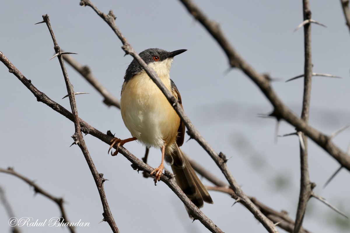 Ashy Prinia - ML620781140