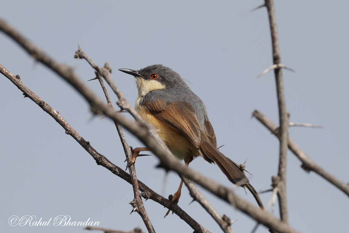 Ashy Prinia - ML620781141