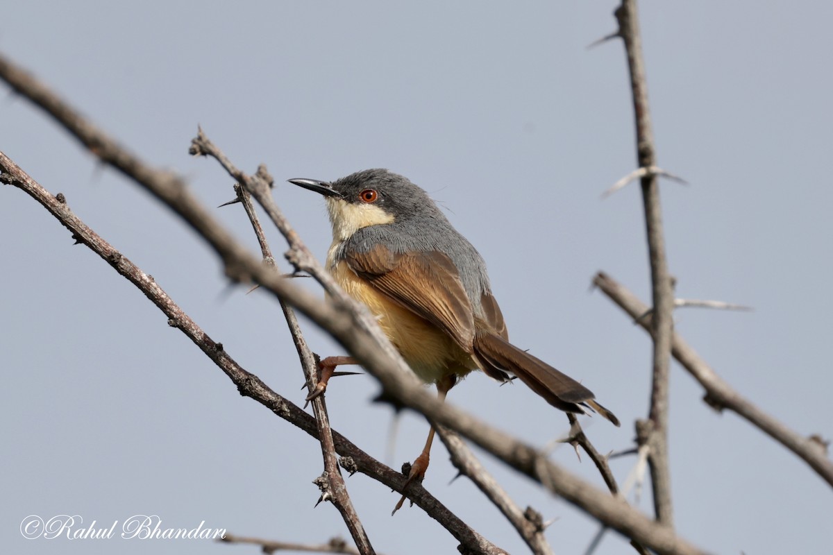 Ashy Prinia - ML620781142