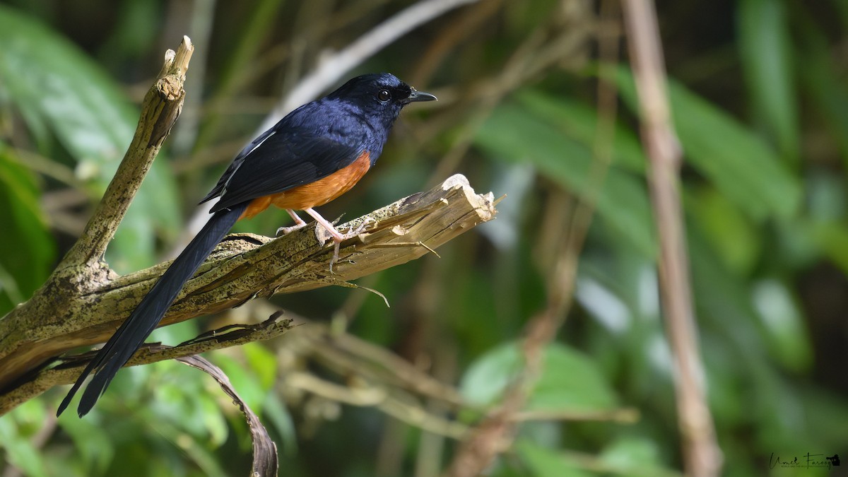 White-rumped Shama - ML620781151