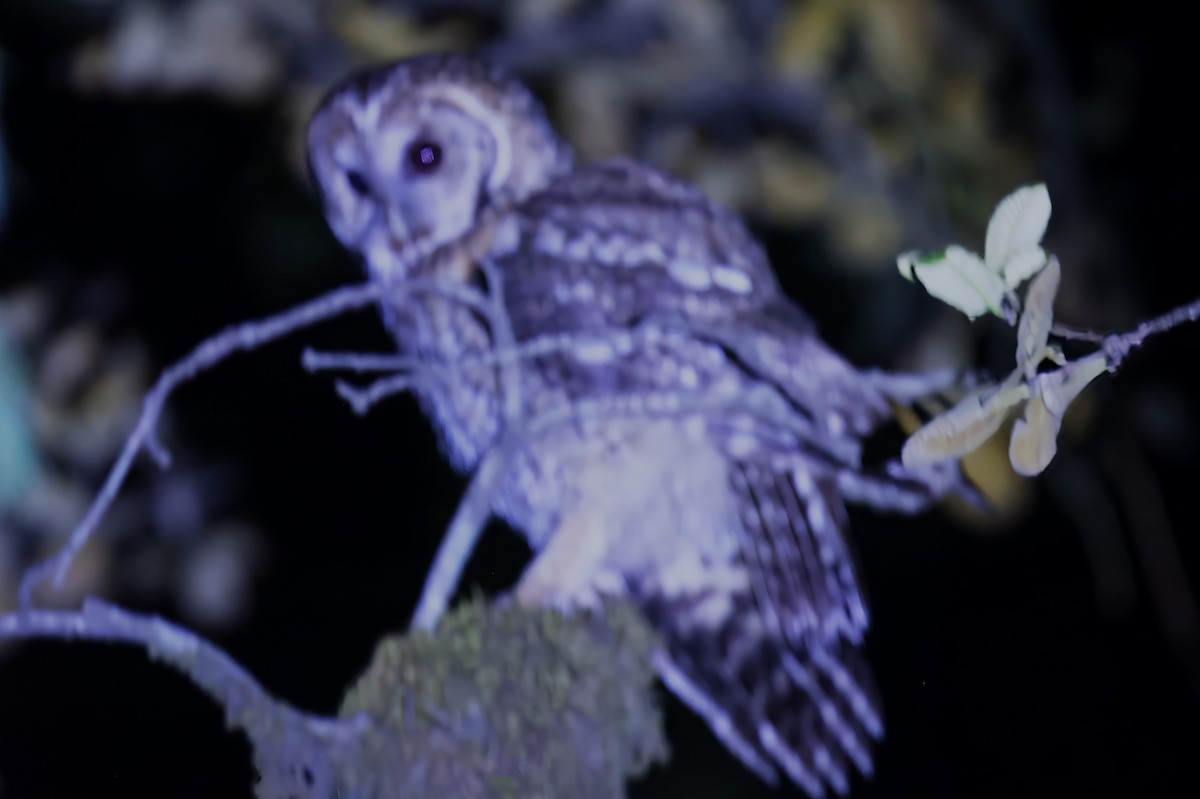 Himalayan Owl - Chitra Shanker