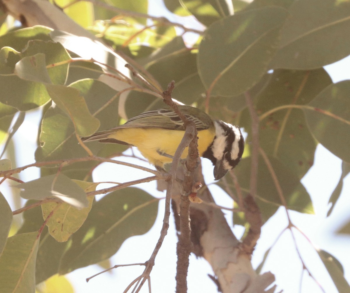 Northern Shrike-tit - ML620781159