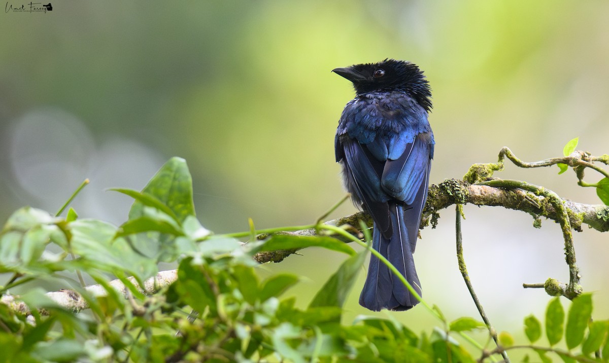 Lesser Racket-tailed Drongo - ML620781161