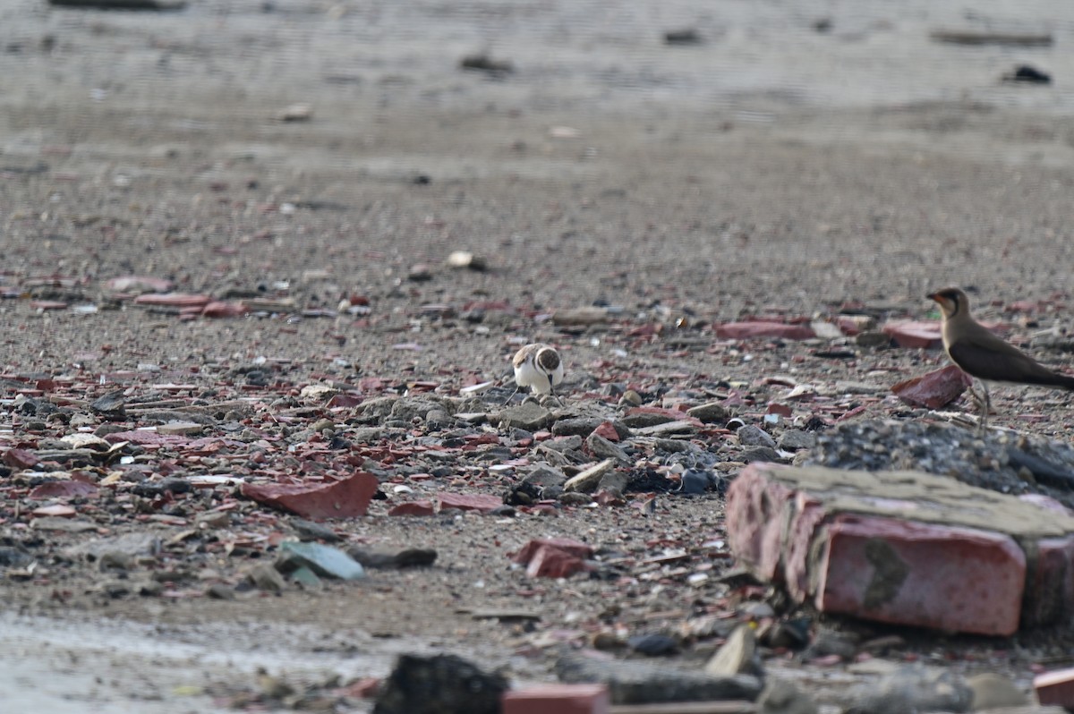 Kentish Plover - ML620781167