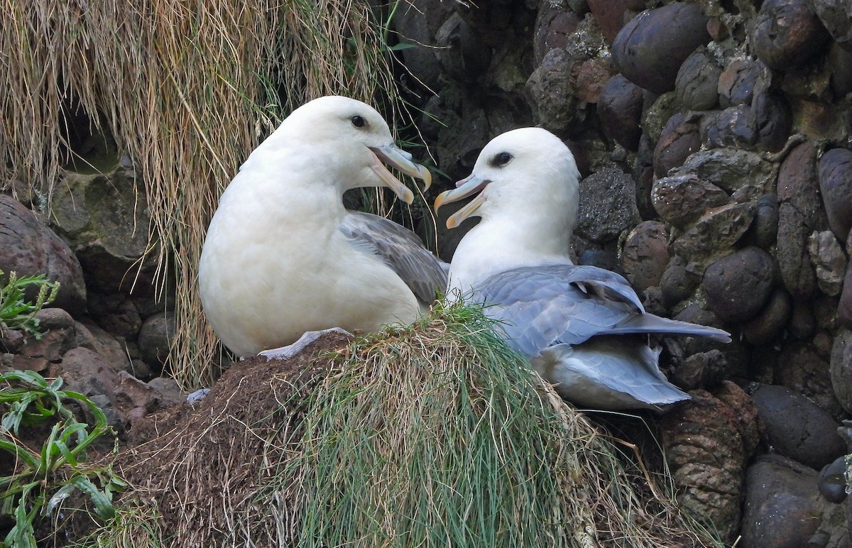 Northern Fulmar - Paul Lewis