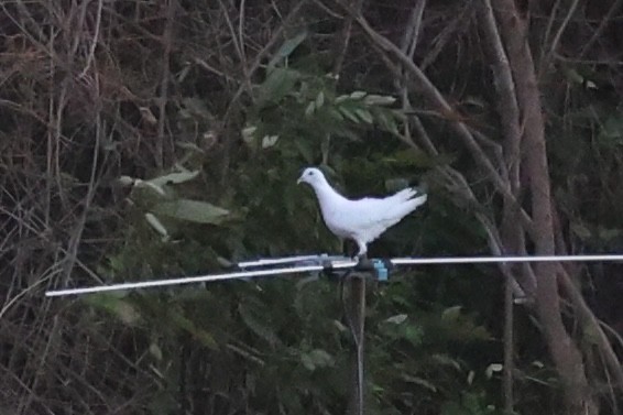 Rock Pigeon (Feral Pigeon) - ML620781179