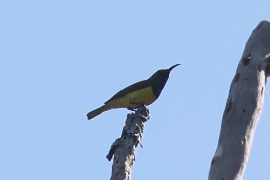 Garden Sunbird - ML620781185