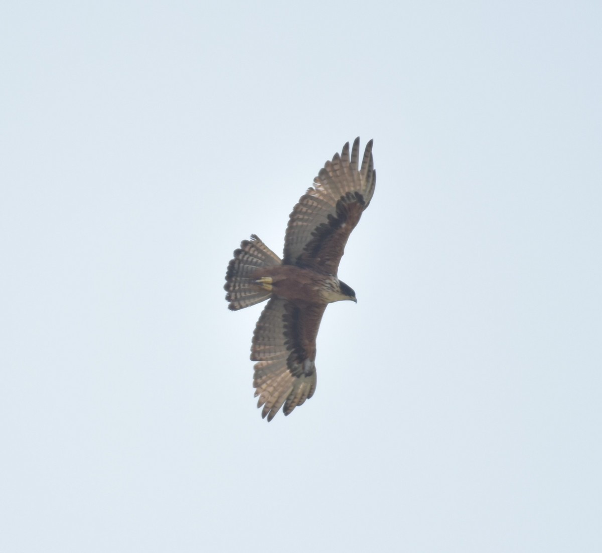Rufous-bellied Eagle - ML620781186