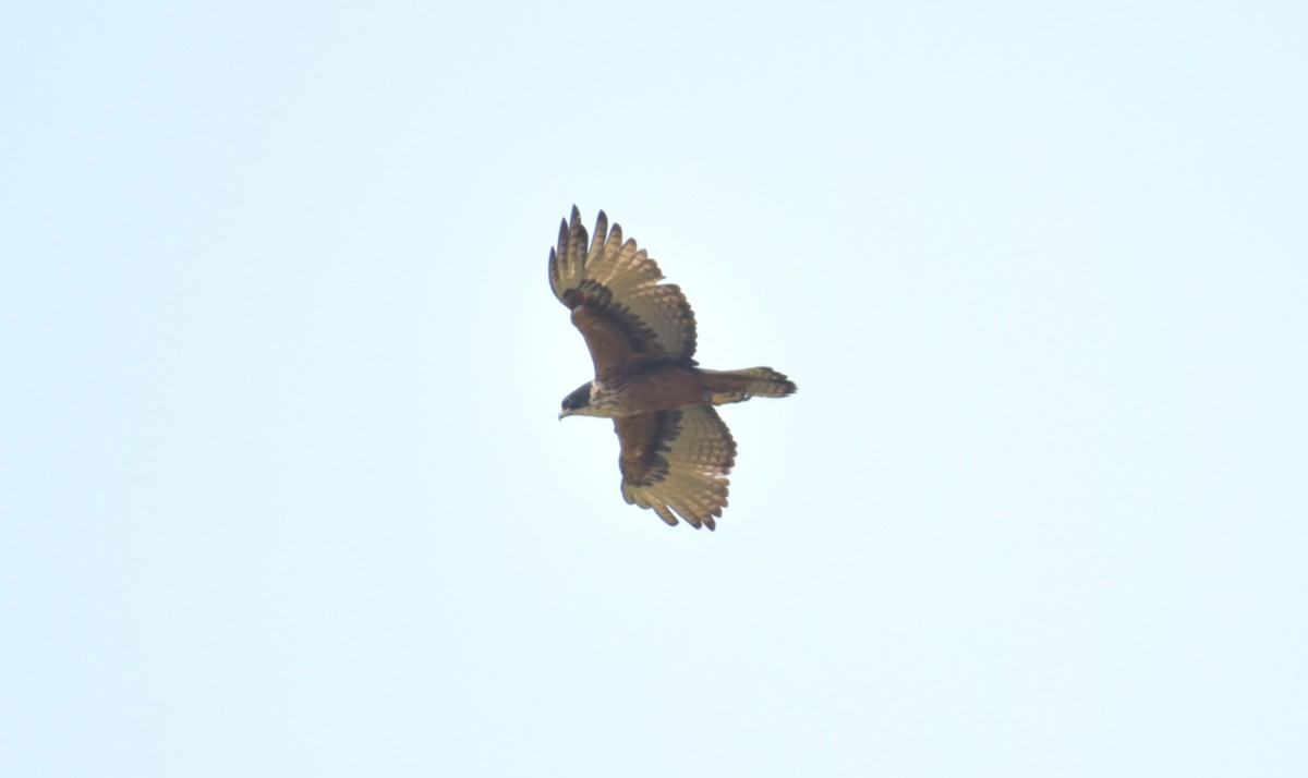 Rufous-bellied Eagle - ML620781187
