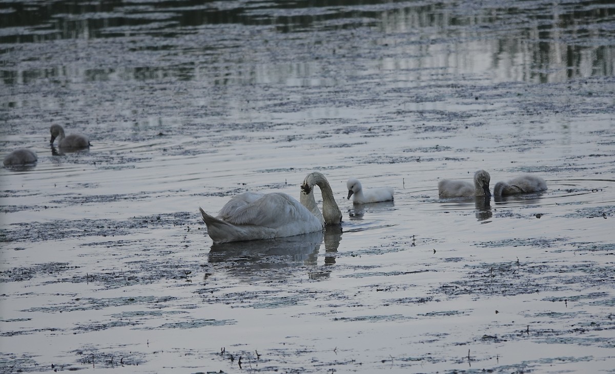 Cygne tuberculé - ML620781195