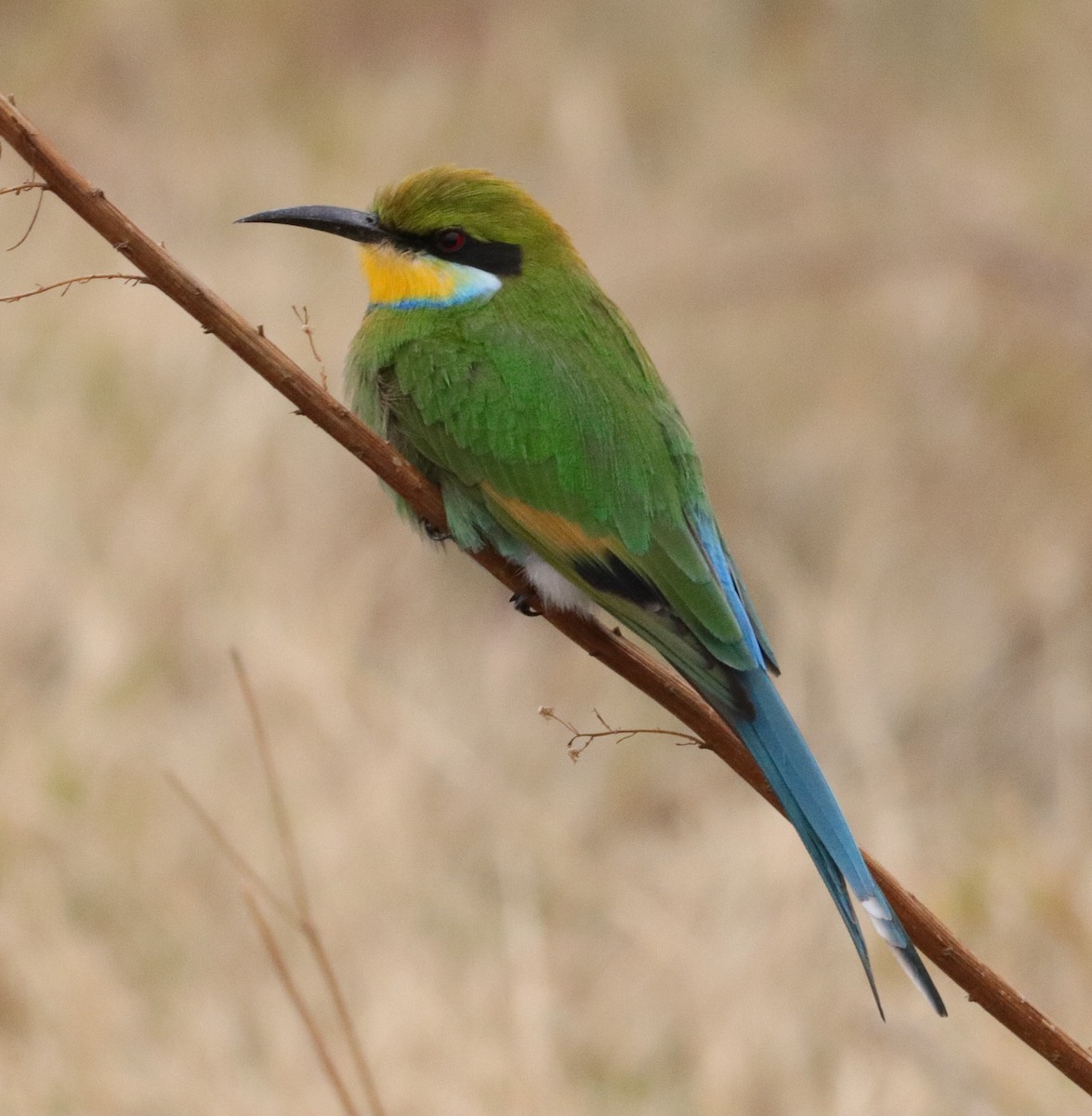 Swallow-tailed Bee-eater - Dawie de Swardt