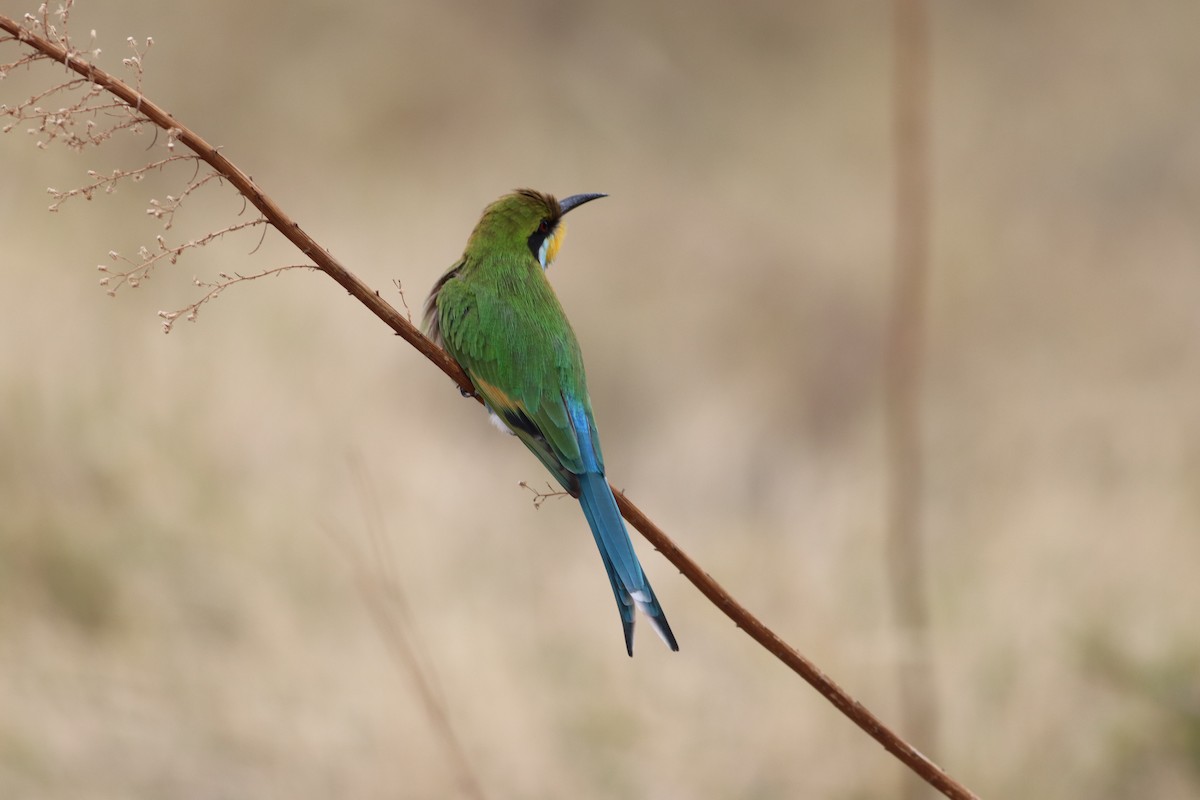Swallow-tailed Bee-eater - ML620781197